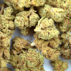 Small Bud Amnesia