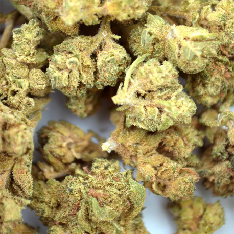 Small Bud Amnesia