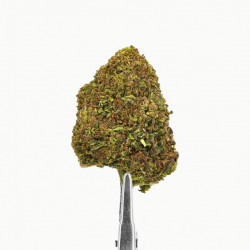 Fleur de CBD Blue Cheese - DELI-HEMP