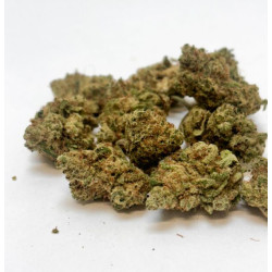 Fleur CBD G13 Haze Small buds Indoor Premium + - Bzhaze