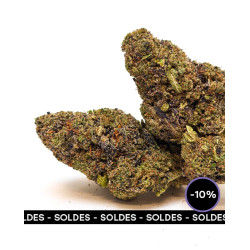 Fleur CBD Snow Og Indoor Premium ++ - Bzhaze